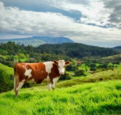 brown and white cow on green grass field during daytime